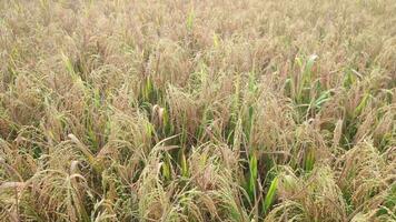 Golden rice in tree just before the cultivation. Golden rice paddy ready for harvest. video