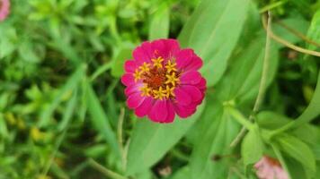 zinnia elegantes, además conocido como juventud y edad, común zinnia o elegante zinnia, es un anual floración planta en el familia asteráceas. video