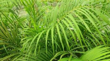 dispsia lutescens, Além disso conhecido Como dourado bengala Palma, areca Palma, amarelo palma, borboleta Palma, ou bambu Palma, é uma espécies do floração plantar. video