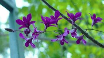 púrpura orquídea floreciente en el jardín video