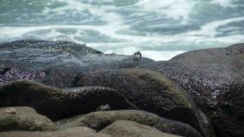 piccolo Granchi a piedi su il rocce di il spiaggia video