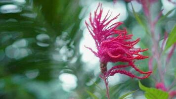 a red flower in the wind - slow motion video