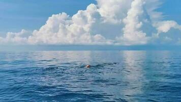 reusachtig walvis haai zwemt Aan de water oppervlakte Cancun Mexico. video