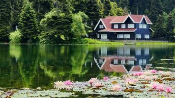 lotus bloemen en bladeren Aan meer water video