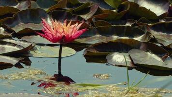 Lotus Blumen und Blätter auf See Wasser video