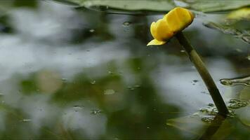 loto flores y hojas en lago agua video