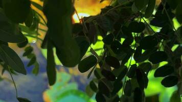 Lotus Flowers and Leaves on Lake Water video