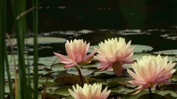 loto flores y hojas en lago agua video