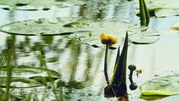 lotus blommor och löv på sjö vatten video