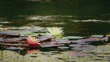 lotus blommor och löv på sjö vatten video