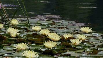 Lotus Flowers and Leaves on Lake Water video