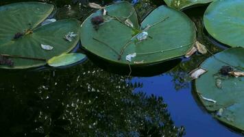 lotus bloemen en bladeren Aan meer water video