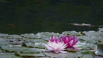 loto flores y hojas en lago agua video