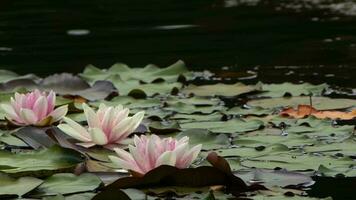 lotus blommor och löv på sjö vatten video