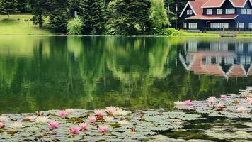loto flores y hojas en lago agua video