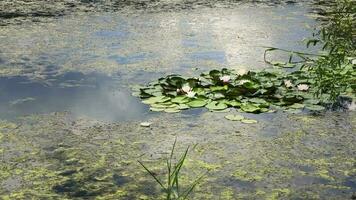 lotus fleurs et feuilles sur Lac l'eau video