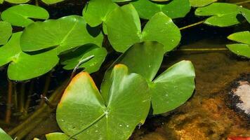 loto flores y hojas en lago agua video