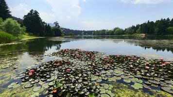 lotus blommor och löv på sjö vatten video