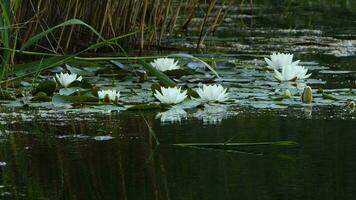 Lotus Blumen und Blätter auf See Wasser video