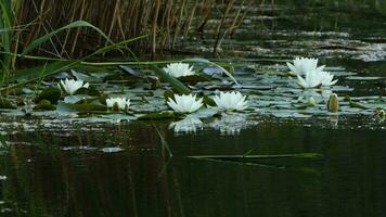 loto flores y hojas en lago agua video