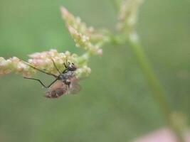 A fly sits on a plant flower photo