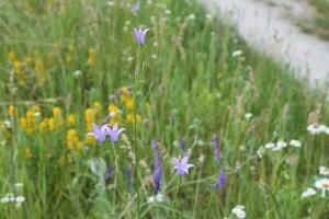 Flowers grew in summer in the garden in the village photo