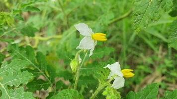 beschwingt Blumen- Blütenstand inmitten üppig Wiese video