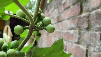 Fresh and Healthy Green Fruit on a Tree video