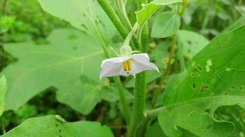 vibrant fleur dans Naturel alentours video