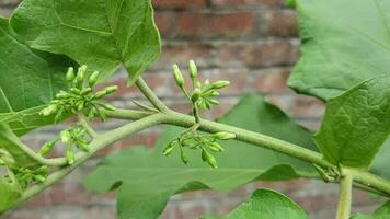 vers en gezond groen fruit Aan een boom video