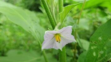 vibrant fleur dans Naturel alentours video