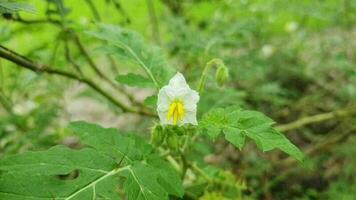 levendig bloemen bloeiwijze temidden van weelderig weide video