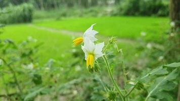 vibrante floral inflorescência no meio exuberante Prado video