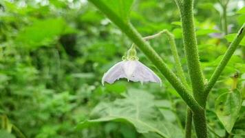 vibrerande blomma i naturlig miljö video