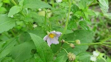 vibrant fleur dans Naturel alentours video