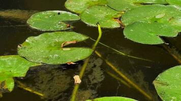 lotus bloemen en bladeren Aan meer water video