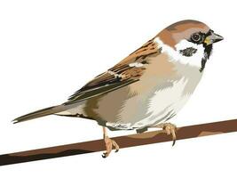 Eurasian Tree Sparrow Bird vector