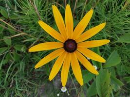 Summer flower close-up in the garden photo