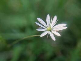 Flowers grew in summer in the garden in the village photo