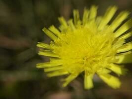 Flowers grew in summer in the garden in the village photo