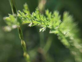 Grown fresh vegetables in the garden in the summer in the village photo