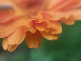 Summer flower close-up in the garden photo