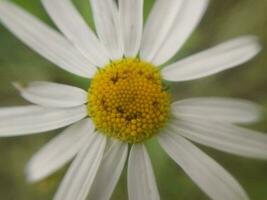 Summer flower close-up in the garden photo