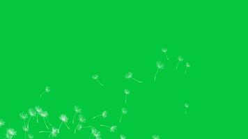 Dandelion seeds flying in the wind animation on green screen background video