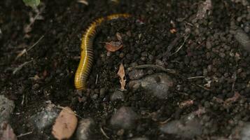 The yellow milipede. It was walking for food in a small pile of rock photo