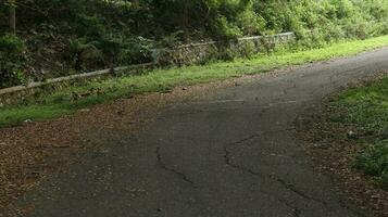road in the middle of the forest photo