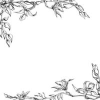 Hand drawn vector ink orchid flowers and branches, monochrome, detailed outline. Square frame composition. Isolated on white background. Design for wall art, wedding, print, tattoo, cover, card.