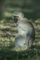 Vervet monkey,Kruger National Park,South Africa photo