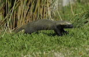 Little grison,Pampas, Patagonia, Argentina photo