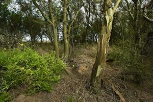 Calden forest landscape, Geoffraea decorticans plants, La Pampa province, Patagonia, Argentina. photo